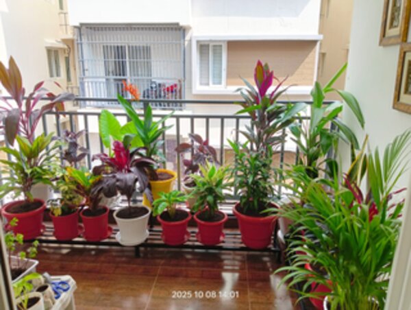 Villa garden after landscaping by Sasyaprada